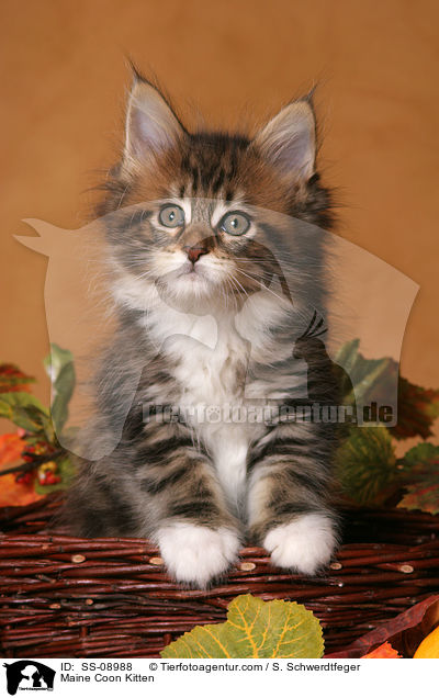 Maine Coon Ktzchen / Maine Coon Kitten / SS-08988