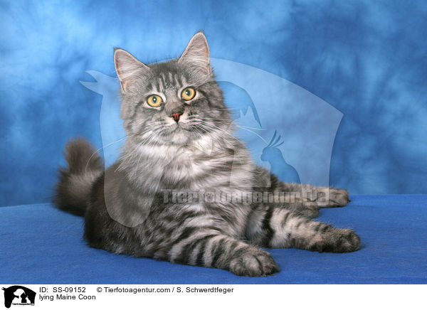 liegende Maine Coon / lying Maine Coon / SS-09152