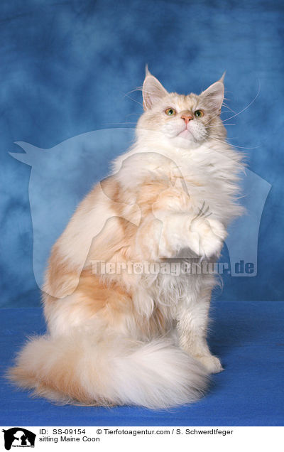 sitzende Maine Coon / sitting Maine Coon / SS-09154