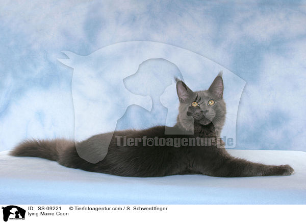 liegende Maine Coon / lying Maine Coon / SS-09221