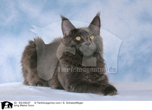 liegende Maine Coon / lying Maine Coon / SS-09227