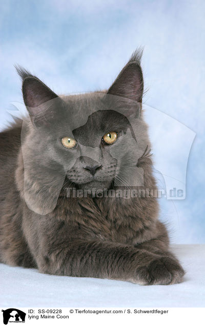liegende Maine Coon / lying Maine Coon / SS-09228