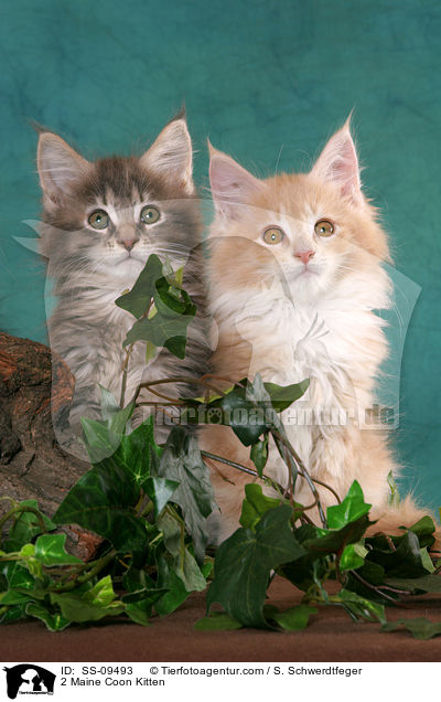 2 Maine Coon Ktzchen / 2 Maine Coon Kitten / SS-09493