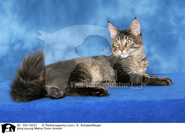 liegender junger Maine Coon Kater / lying young Maine Coon tomcat / SS-13031