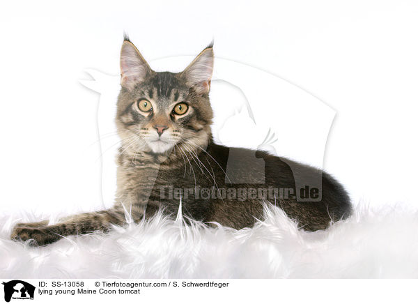 liegender junger Maine Coon Kater / lying young Maine Coon tomcat / SS-13058