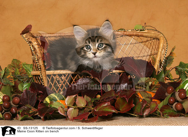 Maine Coon Ktzchen auf Bank / Maine Coon Kitten on bench / SS-13125