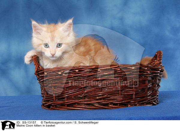 Maine Coon Ktzchen im Krbchen / Maine Coon kitten in basket / SS-13157