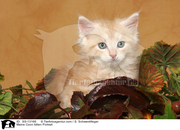 Maine Coon Ktzchen Portrait / Maine Coon kitten Portrait / SS-13166