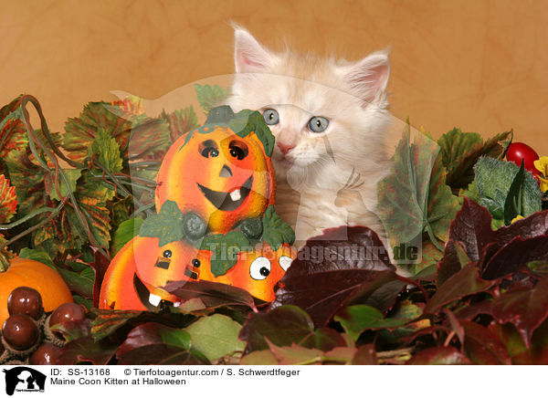Maine Coon Ktzchen in Halloween-Deko / Maine Coon Kitten at Halloween / SS-13168