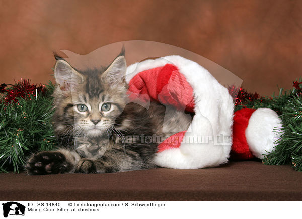 Maine Coon Ktzchen zu Weihnachten / Maine Coon kitten at christmas / SS-14840