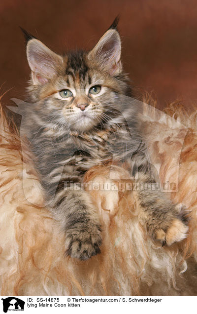 liegendes Maine Coon Ktzchen / lying Maine Coon kitten / SS-14875