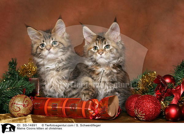 Maine Coon Ktzchen an Weihnachten / Maine Coons kitten at christmas / SS-14891