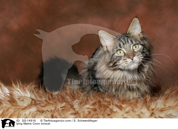 liegender Maine Coon Kater / lying Maine Coon tomcat / SS-14916