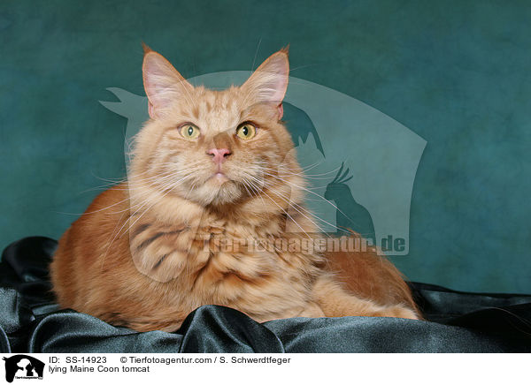 liegender Maine Coon Kater / lying Maine Coon tomcat / SS-14923