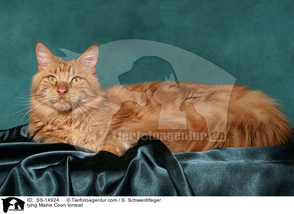 liegender Maine Coon Kater / lying Maine Coon tomcat / SS-14924