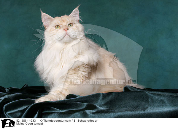 Maine Coon Kater / Maine Coon tomcat / SS-14933