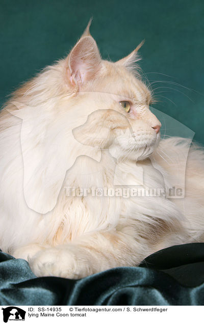 liegender Maine Coon Kater / lying Maine Coon tomcat / SS-14935