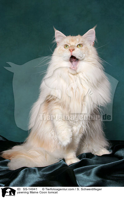 ghnender Maine Coon Kater / yawning Maine Coon tomcat / SS-14941