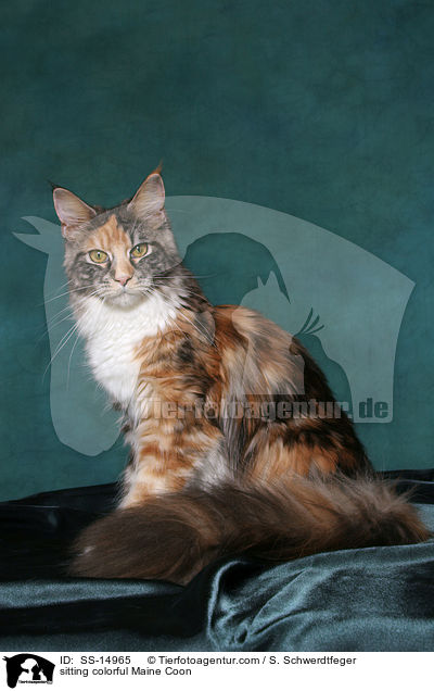 sitzende bunte Maine Coon / sitting colorful Maine Coon / SS-14965