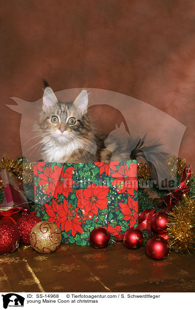 junge Maine Coon zu Weihnachten / young Maine Coon at christmas / SS-14968