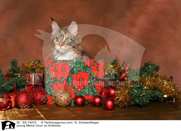 junge Maine Coon zu Weihnachten / young Maine Coon at christmas / SS-14970