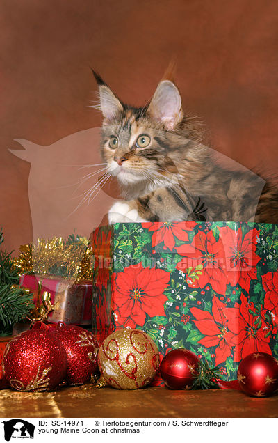junge Maine Coon zu Weihnachten / young Maine Coon at christmas / SS-14971