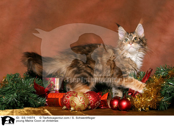 junge Maine Coon zu Weihnachten / young Maine Coon at christmas / SS-14974