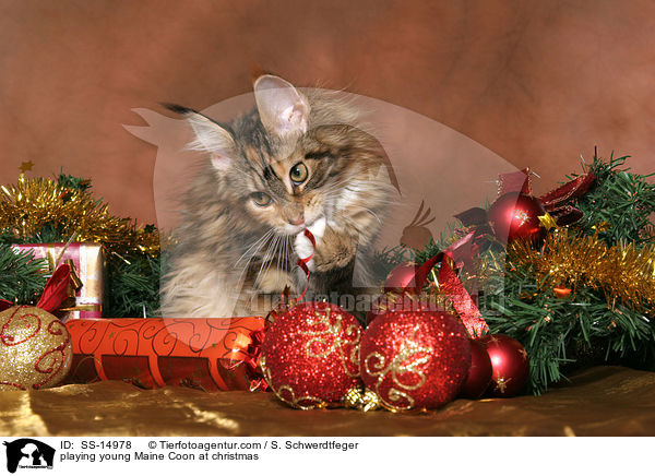 spielende junge Maine Coon zu Weihnachten / playing young Maine Coon at christmas / SS-14978