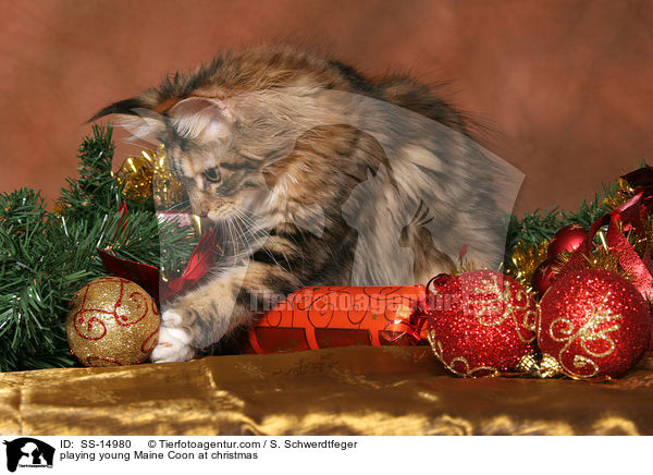 spielende junge Maine Coon zu Weihnachten / playing young Maine Coon at christmas / SS-14980