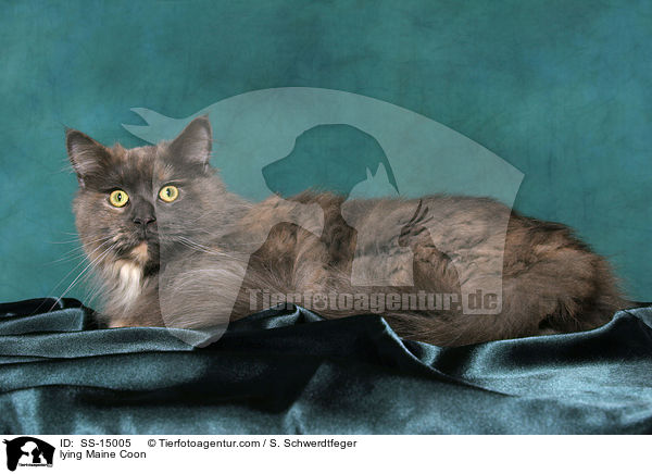 liegende Maine Coon / lying Maine Coon / SS-15005