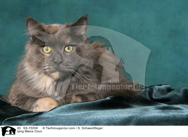 liegende Maine Coon / lying Maine Coon / SS-15008