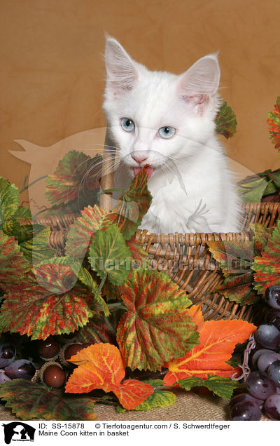 Maine Coon Ktzchen im Korb / Maine Coon kitten in basket / SS-15878