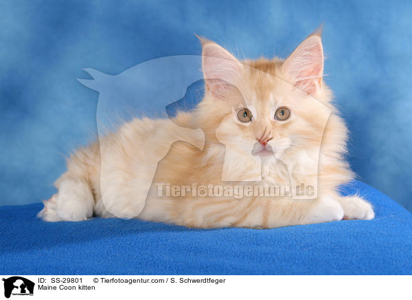 Maine Coon Ktzchen / Maine Coon kitten / SS-29801