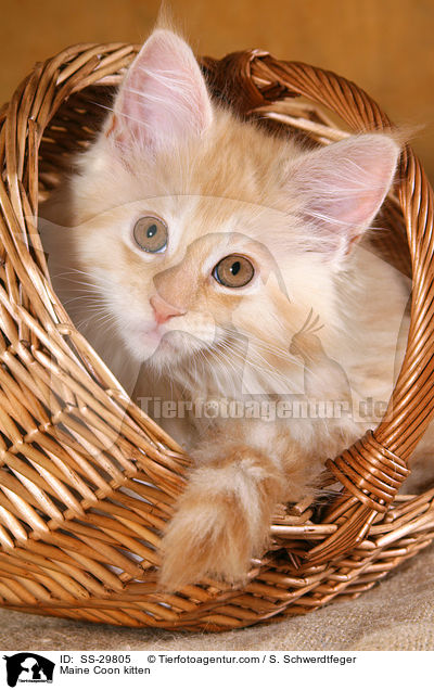 Maine Coon Ktzchen / Maine Coon kitten / SS-29805