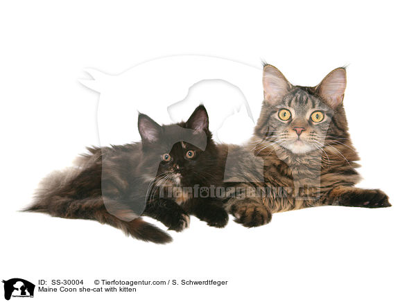 Maine Coon she-cat with kitten / SS-30004
