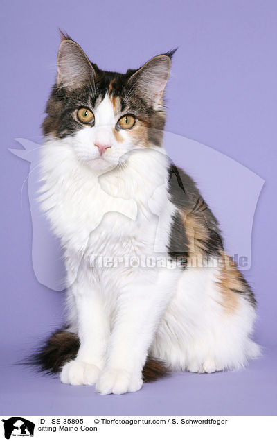 sitting Maine Coon / SS-35895