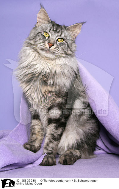 sitting Maine Coon / SS-35938