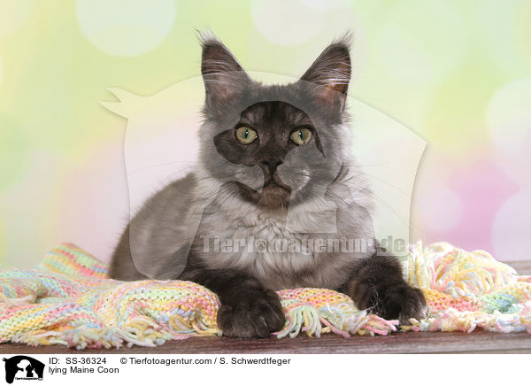 liegende Maine Coon / lying Maine Coon / SS-36324