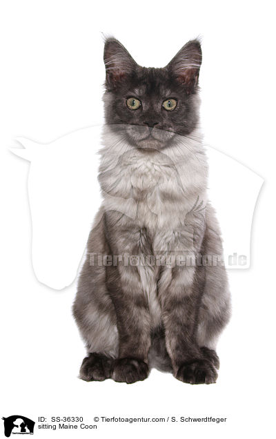 sitting Maine Coon / SS-36330