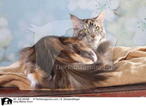 lying Maine Coon / SS-38498