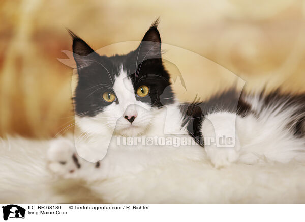 liegende Maine Coon / lying Maine Coon / RR-68180