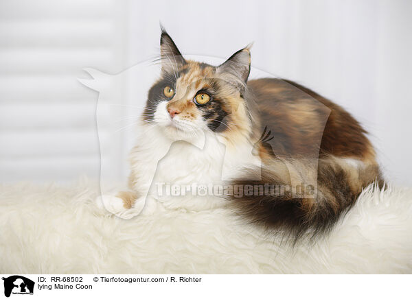 liegende Maine Coon / lying Maine Coon / RR-68502