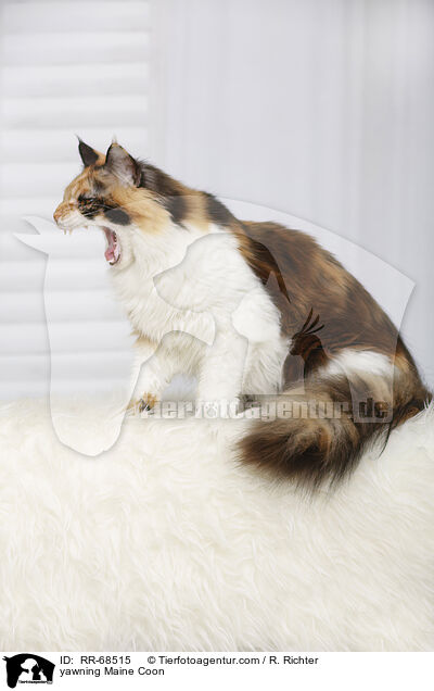 ghnende Maine Coon / yawning Maine Coon / RR-68515