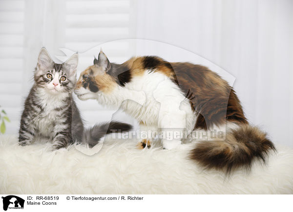 Maine Coons / Maine Coons / RR-68519