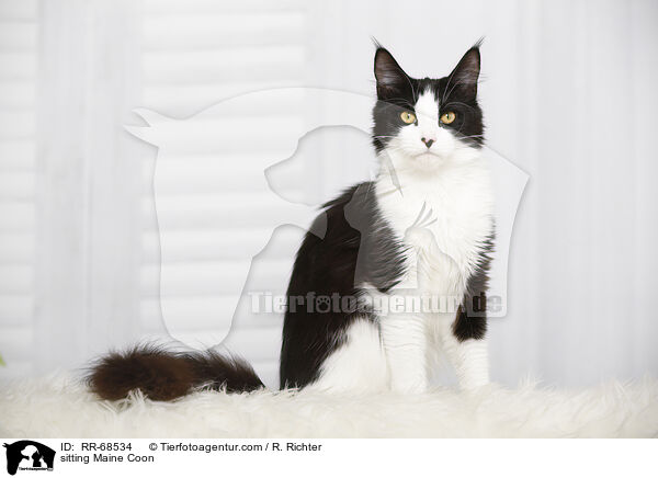 sitting Maine Coon / RR-68534