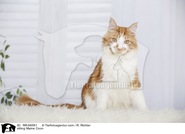 sitting Maine Coon / RR-68561