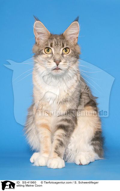 sitting Maine Coon / SS-41960