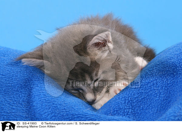 sleeping Maine Coon Kitten / SS-41993
