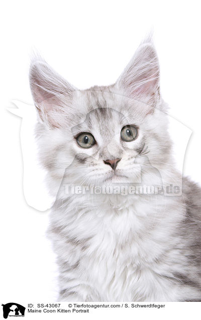 Maine Coon Kitten Portrait / SS-43067