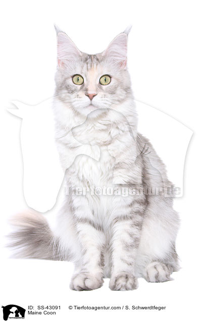 Maine Coon / SS-43091